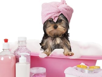 Yorkshire terrier dog taking a bath