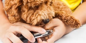 Dog nail trimming
