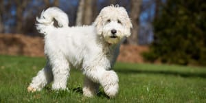 Pet dog