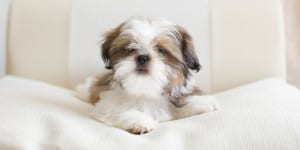 Pet Grooming
