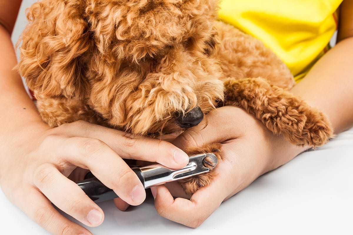 Dogs Nails Being Cut and Trimmed During Grooming